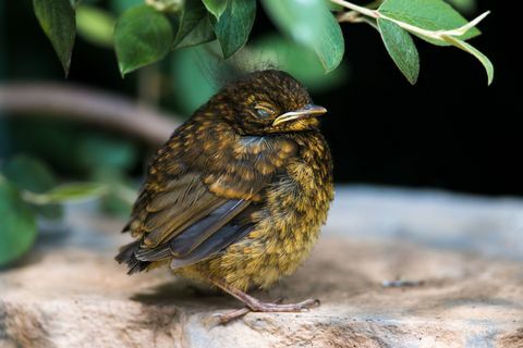 Kaj storiti, če najdete otroško ptico na tleh - kako skrbeti za novo ptico