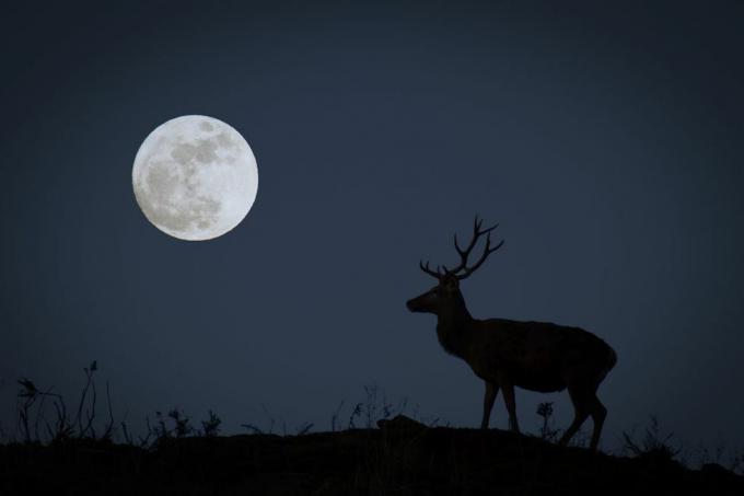 polna luna z dolarjem v silhueti, ki predstavlja oktobrsko lovsko luno