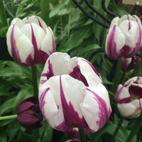 vijoličen in bel tulipan