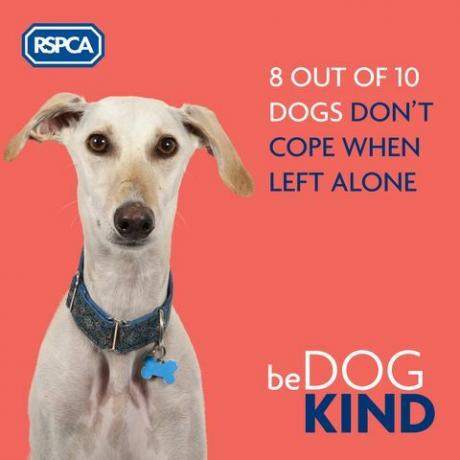Dog Kind RSCPA kampanjo
