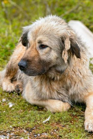 Kavkaški ovčar - najboljši psi čuvaji