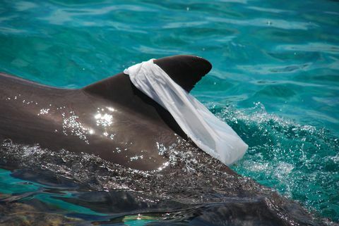 Atlantski delfin, igrajoč se s plastično vrečko in jo za zabavo vlečejo na hrbtni plavuti
