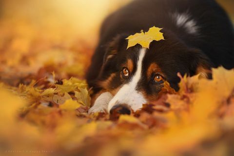 Ta fotograf posname najbolj neverjetne fotografije psov, ki uživajo v jeseni