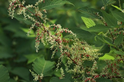 Japonski knotweed