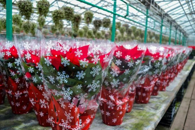 božična prodaja svetlo rdečih cvetov božične zvezde v praznični embalaži s snežinkami ogromno cvetov v lončkih je v rastlinjaku praznične priprave, darila, okraski
