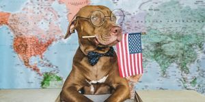 ljubek, lep pes in ameriška zastava od blizu, v zaprtih prostorih