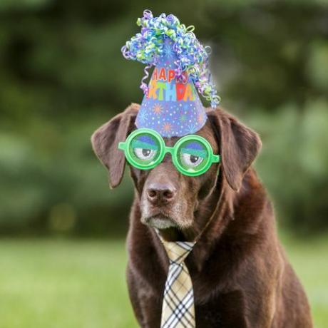 Čokoladni labrador nosi zelena smešna očala in klobuk za rojstni dan