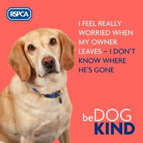 Kampanja RSPCA Dog Kind