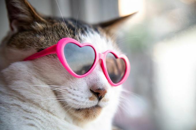 mačka, ki nosi sončna očala v obliki srca