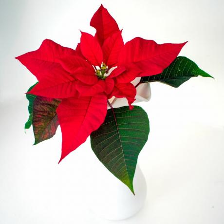 ena čudovita rdeča božična zvezda z listi proti beli barvi