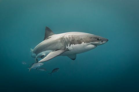 Tri vrste morskega psa se očitno odpravljajo na obale Velike Britanije