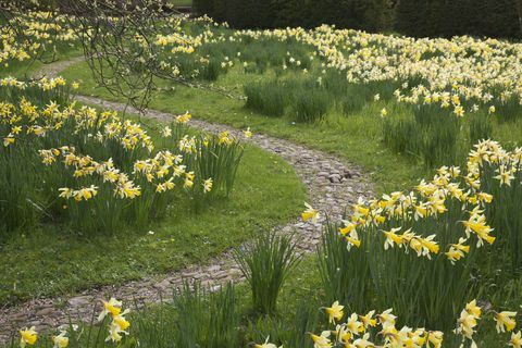 Narciso cvetijo na območju Acorn Bank v Cumbriji. © Slike nacionalnega zaupanja Jo Whitworth