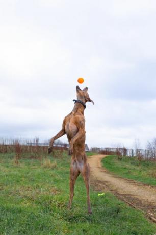 bakrena žoga za reševalnega psa
