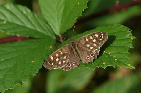 lepi pikčasti leseni metulj, paragena Egerija, ki sega na listje na gozdni jasi v Veliki Britaniji