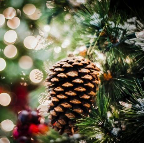 podroben posnetek borovega stožca na božičnem drevesu