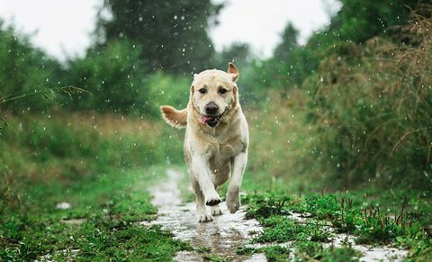 smešen pes, ki se igra pod dežnimi kapljami na podeželju