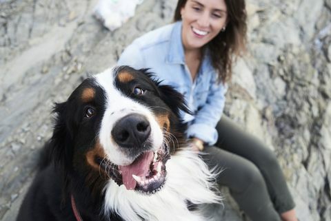 vesel bernski gorski pes gleda v kamero, nasmehne se njegov lastnik poleg njega