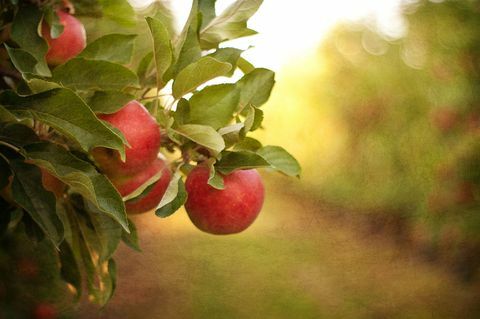 jabolka na drevesnem sadovnjaku