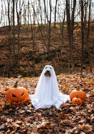 pes, oblečen v kostum duhca naredi sam, ki sedi med bučami