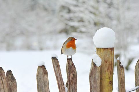 Evropski Robin, Erithacus rubecula ali Robin Red prsi počivajo na leseni ograji v snegu