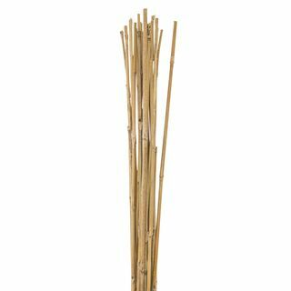 Bambusovi trsi