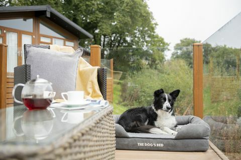 vaš pes bi lahko pregledal počitniške hiše v Devonu