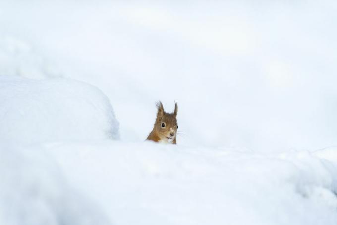 živali v snegu uk