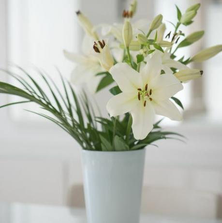cvet bele lilije v vazi