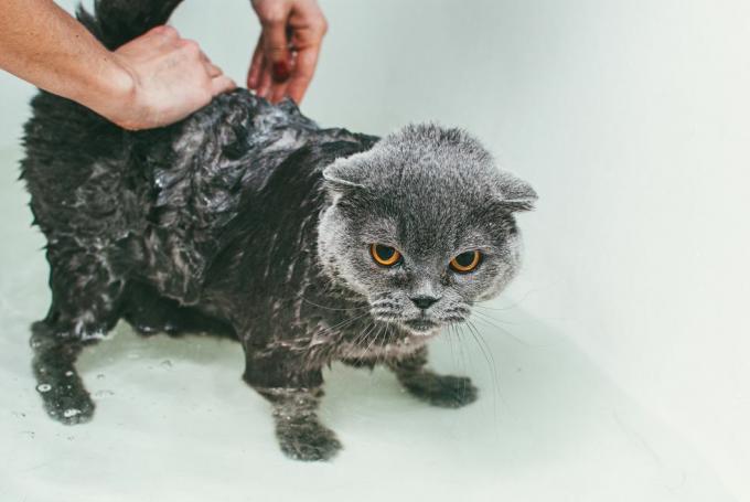 prirezane roke ženske, ki si umivajo sivo škotsko klapo mačko v kadi, se osredotočajo na njegovo telo in pustijo suho glavo