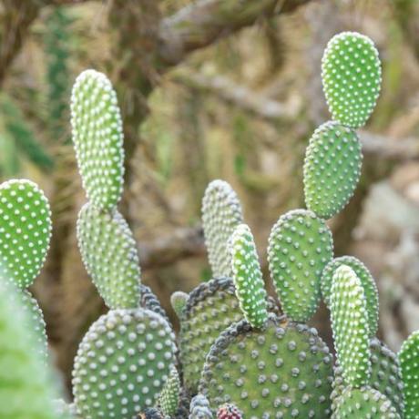 kaktus opuntia microdasys albida v vrtu kaktusov, imenovan tudi angelska krila, kaktus zajčja ušesa, zajčji kaktus ali pikčasti kaktus