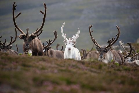 severnih jelenov Škotska