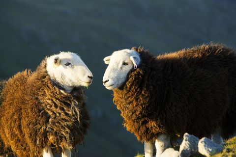 pastirske ovce