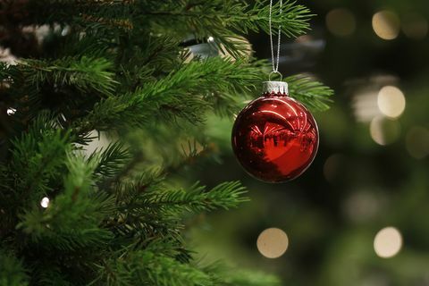 Z drevesa visi božična bera