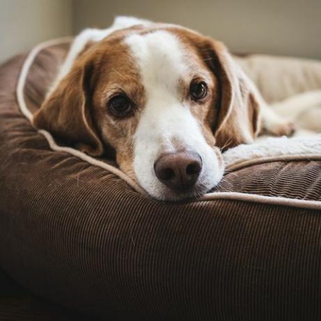 ena soba, v kateri vaš pes ne bi smel ostati sam, je pokazala nova študija