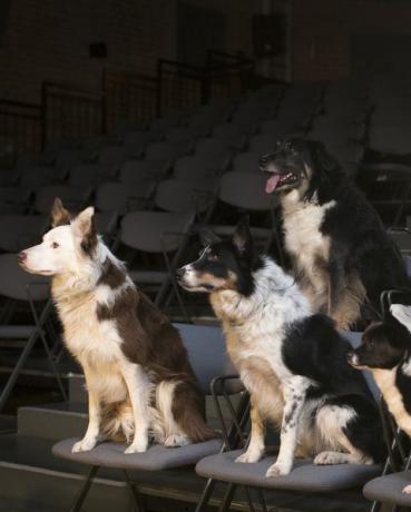 skupina psov v gledališču