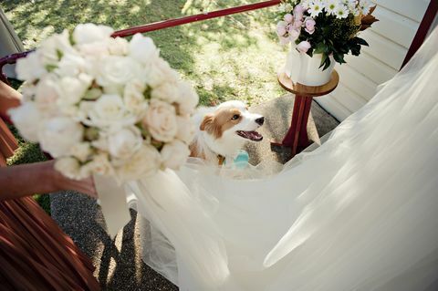 Pes na poročnem sprejemu