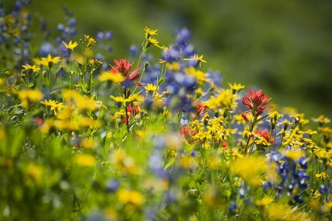 Kako lahko divje cvetje zmanjša uporabo pesticidov