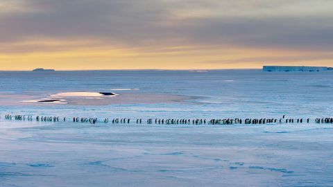 Fotografija cesarskih pingvinov iz dinastije