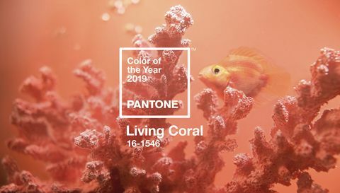 Pantone Barva leta 2019 - Živi koral