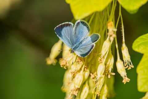 holly blue metulj na cvetovih javorja spomladi