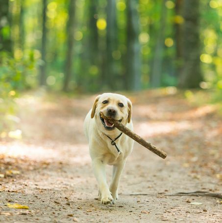 slika od blizu rumenega psa labradorca, ki nosi palico v gozdu