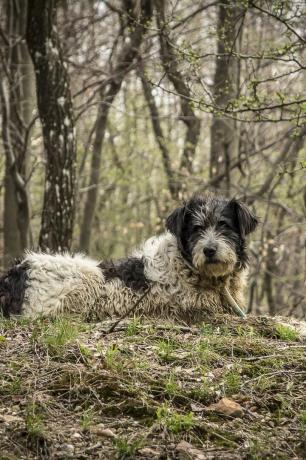 romunski mioritski ovčar - najboljši psi čuvaj