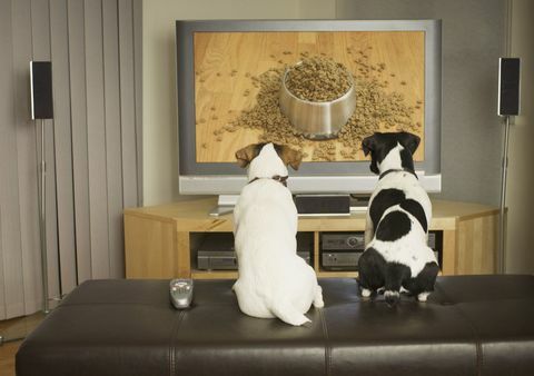 psi, ki gledajo televizijo