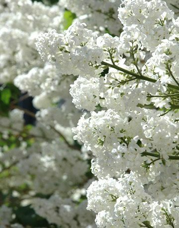 belo lila drevo