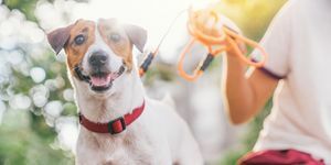 srečen radosten in igriv pes jack russell, ki se sprošča in počiva na vrtu v parku na prostem in zunaj na poletnih počitnicah
