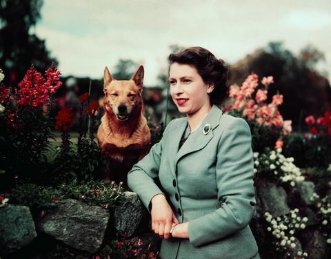 kraljica elizabeta na vrtu s psom
