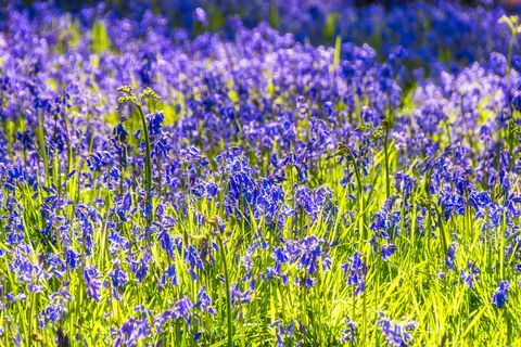 modri zvončki, ki cvetijo na travniku