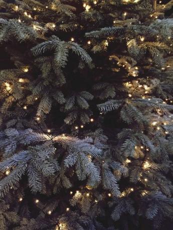 Celoten posnetek osvetljenega božičnega drevesa