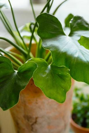 priljubljene sobne rastline zeleni listi filodendrona shangri la