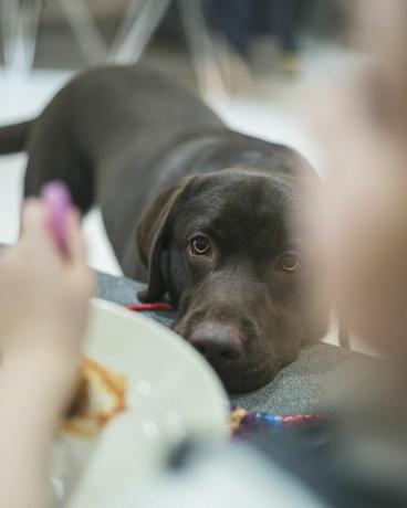 pes opazuje otrokovo hrano